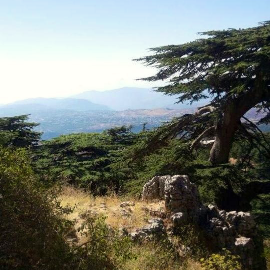 Zedernbäume auf einer hügeligen Landschaft mit Bergen im Hintergrund.