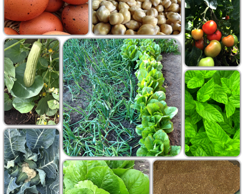 Verschiedene frische Gemüse und Kräuter, darunter Tomaten, Salat, Pilze und Gewürze.