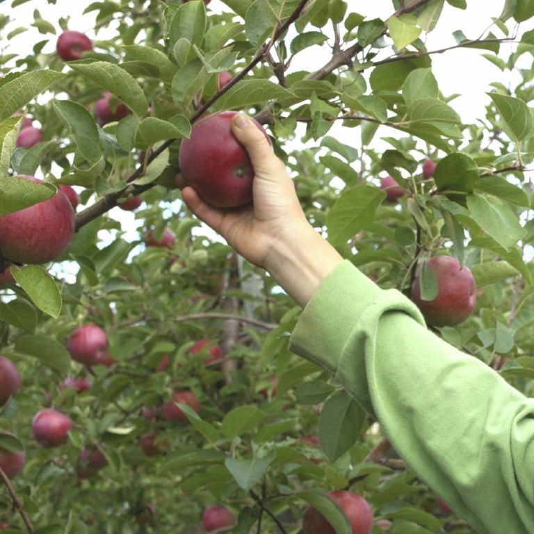 Eine Hand pflückt einen roten Apfel von einem Baum mit vielen Äpfeln.