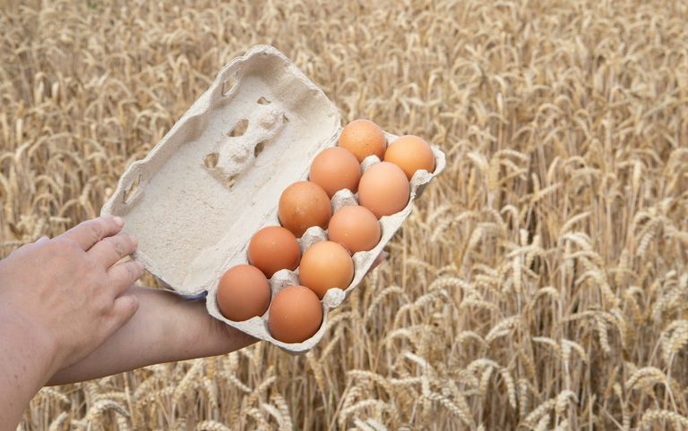 Artgerechte Eier aus nachhaltiger Tierhaltung für Al-Layal Gourmet Catering. Frische Eier von artgerechter Tierhaltung für Al-Layal Gourmet Catering Berlin.